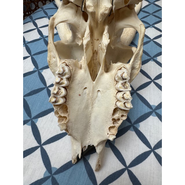 Vintage Blackbuck Skull + Horns For Sale - Image 12 of 12