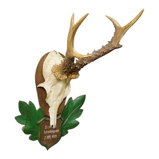 Great Black Forest Red Deer Trophy on Carved Plaque - Germany 1951 For Sale