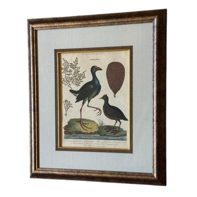 John Pass After J Wilkes Birds Engraving, c.1806 For Sale - Image 4 of 8