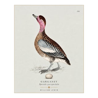 William Lewin 1789 Waterbirds Fine Art Gallery Board Print - The Garganey For Sale