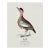 William Lewin 1789 Waterbirds Fine Art Gallery Board Print - The Garganey For Sale