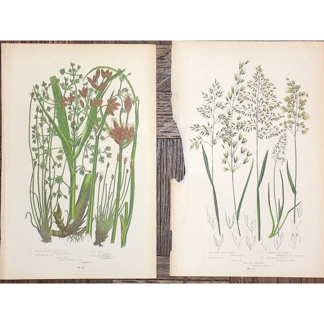 19th Century Lithographs - Botanicals - Set of 12 For Sale - Image 4 of 9