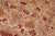 1990s Shabby Chic Botanical 1990's Pak-Persian Taupe/Red Wool Rug - 6'0'' X 9'2'' For Sale - Image 5 of 9