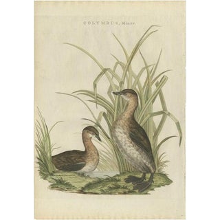 Sepp & Nozeman, Bird Illustration of the Little Grebe, 1797, Print For Sale