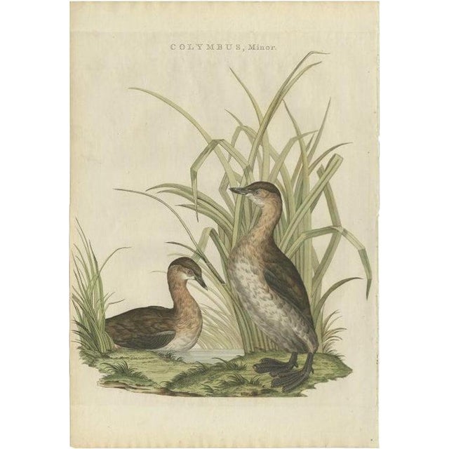 Sepp & Nozeman, Bird Illustration of the Little Grebe, 1797, Print For Sale
