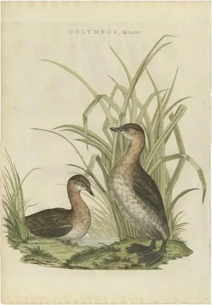 Sepp & Nozeman, Bird Illustration of the Little Grebe, 1797, Print