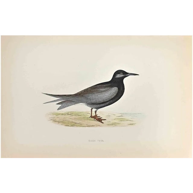 Black Tern is a modern artwork realized in 1870 by the British artist Alexander Francis Lydon (1836-1917) . Woodcut print,...
