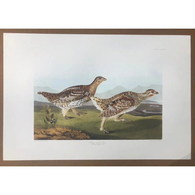 John James Audubon's (1785-1851) "Sharp Tailed Grouse" from the 1985 Abbeville edition. 350 of these were printed.