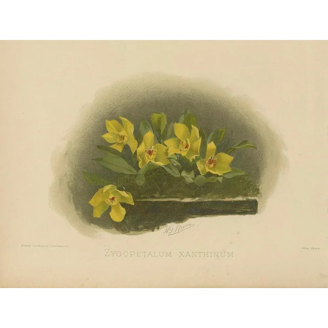 Victorian Botanical Orchid Print Two Exotic Varieties, 1888, Paper For Sale - Image 4 of 10