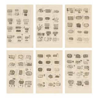 Otto Müller & G. Pabst, Botanical Prints, Germany, 1874, Lithographs on Paper, Set of 6 For Sale