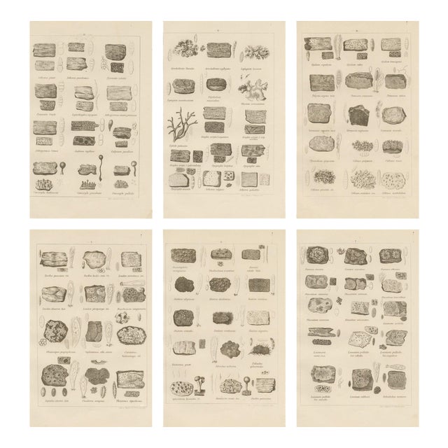 Otto Müller & G. Pabst, Botanical Prints, Germany, 1874, Lithographs on Paper, Set of 6 For Sale