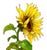 One watercolor painting of a sunflower on my flower farm made into a professional Giclee print on archival textured paper....