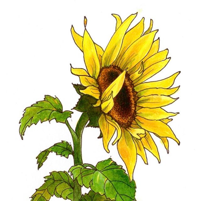 One watercolor painting of a sunflower on my flower farm made into a professional Giclee print on archival textured paper....