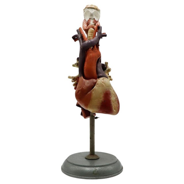 Heart Anatomical Model Life Size For Sale - Image 14 of 18