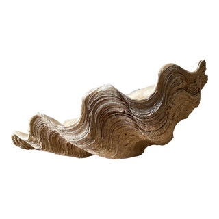 Antique Weathered Giant Clamshell Specimen or Catchall Dish For Sale