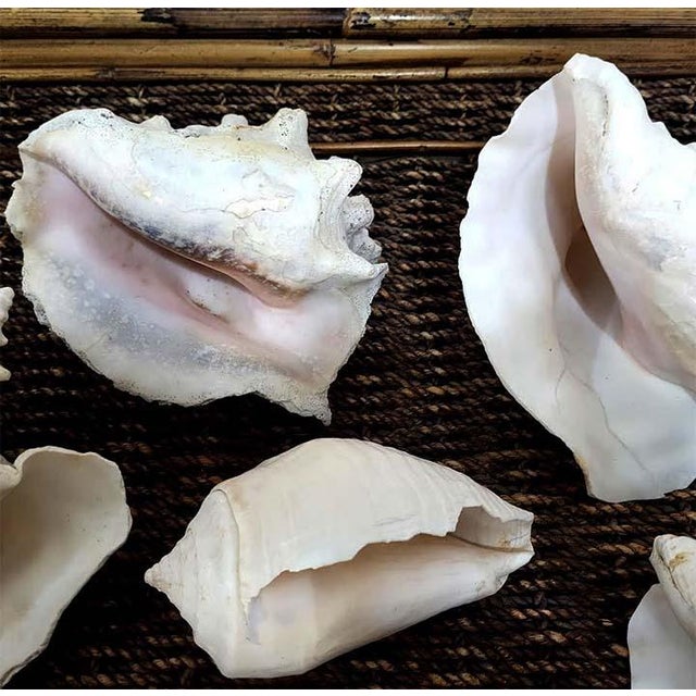 Contemporary Large Vintage Queen Conch Shells - Collection of 10 For Sale - Image 3 of 5