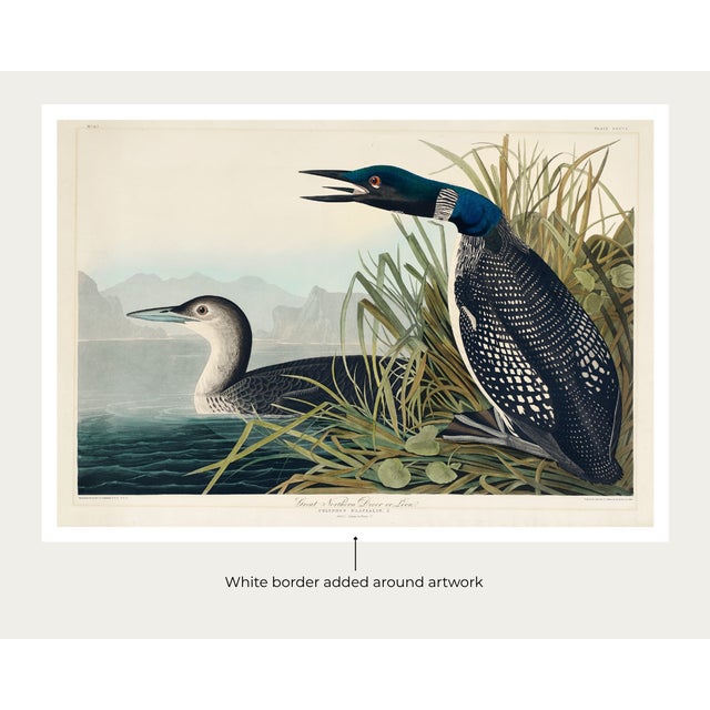 Great Northern Diver or Loon, Vintage Art Print Reproduction From Birds of America by John James Audubon, 60" X 40" For Sale In Buffalo - Image 6 of 11
