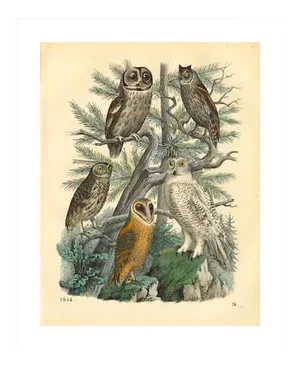 Reproduction of '5 Owls' Archival Print