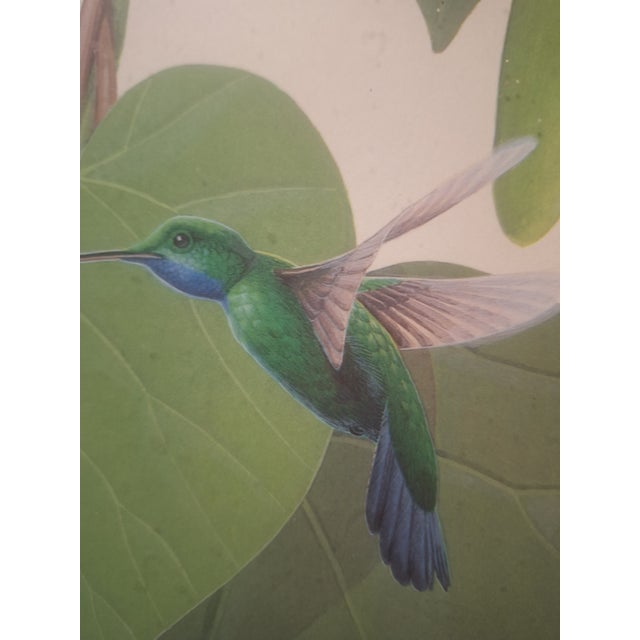 1960s 1960s Rare Lucien Harris III Signed/Numbered Print 43/50 - Blue-Chinned Sapphire Hummingbird - Framed For Sale - Image 5 of 8