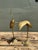 Vintage Polished Brass Cranes - Set of 2 For Sale - Image 4 of 7