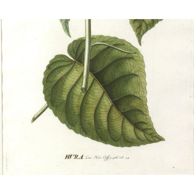 18th-Century Exotic Botanical Prints From Plantae Selectae by Georg Ehret For Sale In Philadelphia - Image 6 of 18