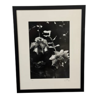 Jess Johnston Dozen Roses XI Black & White Photograph Edition 1/10, Framed. For Sale
