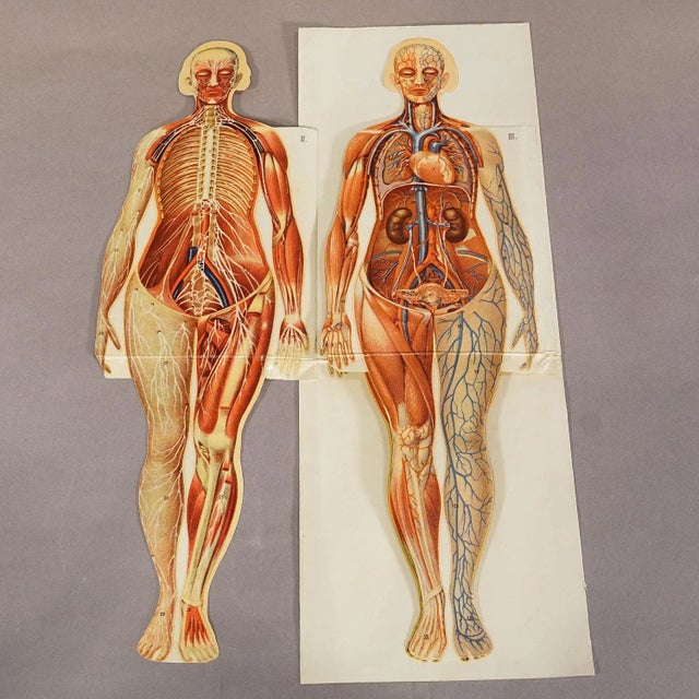 Antique Foldable Anatomical Brochure Depicting Female Anatomy A rare 19ct anatomical brochure illustrating the female...