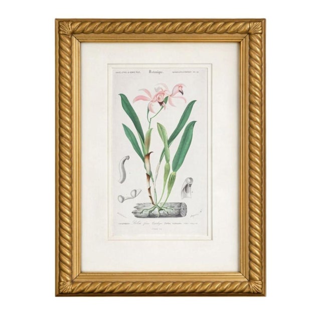Mid 19th Century Antique French Botanical Engravings, Set of 3 – 1840s Hand-Colored Prints in Gilt Rope Frames For Sale - Image 5 of 17