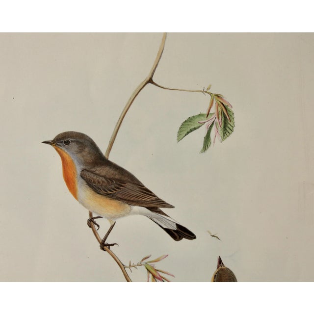 English John Gould (1804-1881), Erythrosterna Parva, Hand Colored Lithograph, 1862-1873 For Sale - Image 3 of 10
