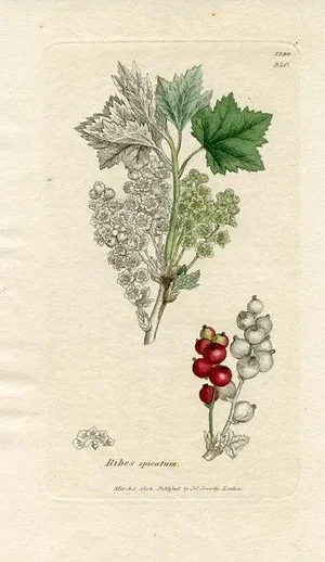 1840s, Nordic Currant Botanical Print by James Sowerby, Original Antique Botanical Print, Engraving, Hand Colored, England