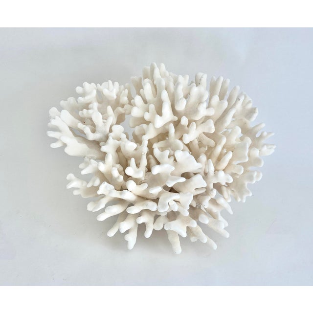 This statement size natural Pacific Elkhorn coral is bright white with good symmetry and one of the largest of this...