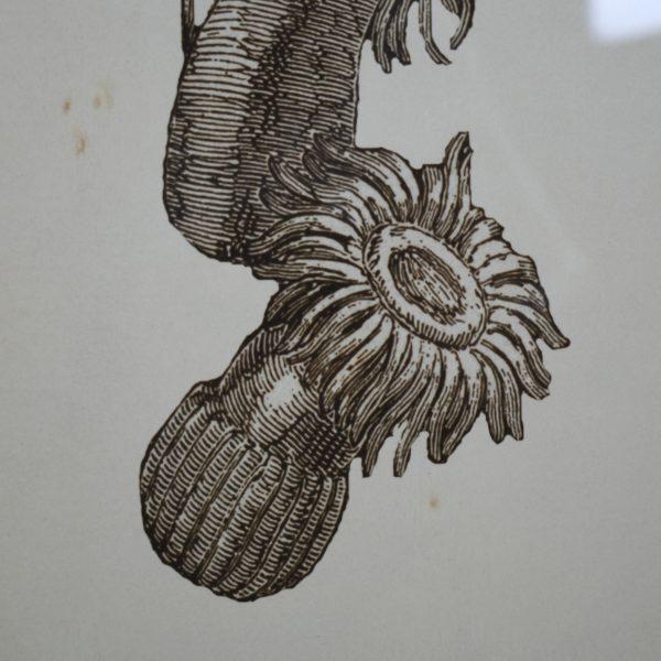 A pair of vintage seahorse artworks, a whimsical coastal accent for a beach house or bath. Hung together they make a...