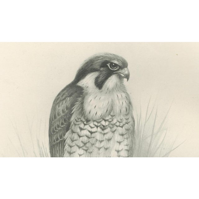 Paper Lilian M. Medland, Peregrine Falcon, 1908, Monochrome Ornithological Plate For Sale - Image 7 of 9