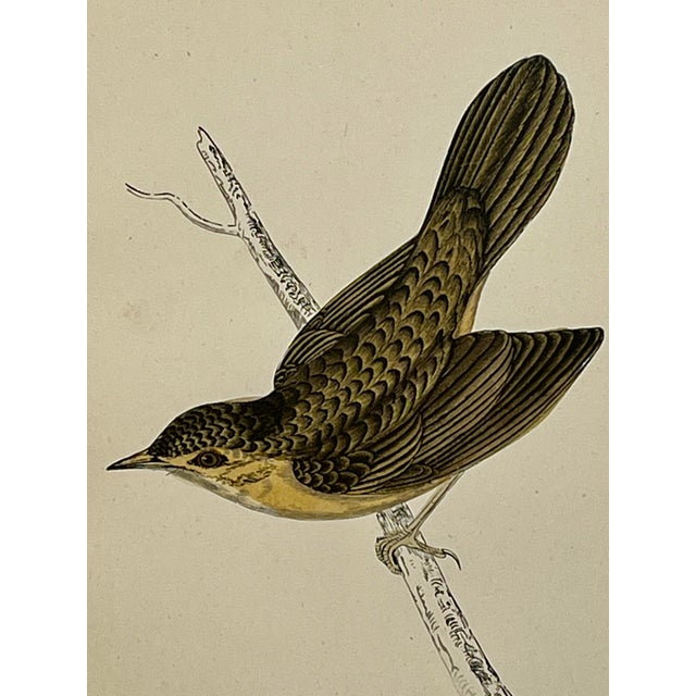 Antique Hand Tinted Bird Print From England Featuring a Brown & Tan Grasshopper Warbler - Circa 1888 For Sale - Image 9 of 11