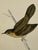 Antique Hand Tinted Bird Print From England Featuring a Brown & Tan Grasshopper Warbler - Circa 1888 For Sale - Image 9 of 11
