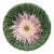 French Majolica Daisy Plate Orchies, Circa 1890 For Sale