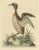 George Edwards, Horned Grebe, 1750s, Paper For Sale - Image 6 of 6