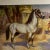 c. 1926 print, Arabian, from a painting by Edward Herbert Miner Ready for matting and framing. Edward Herbert Miner...