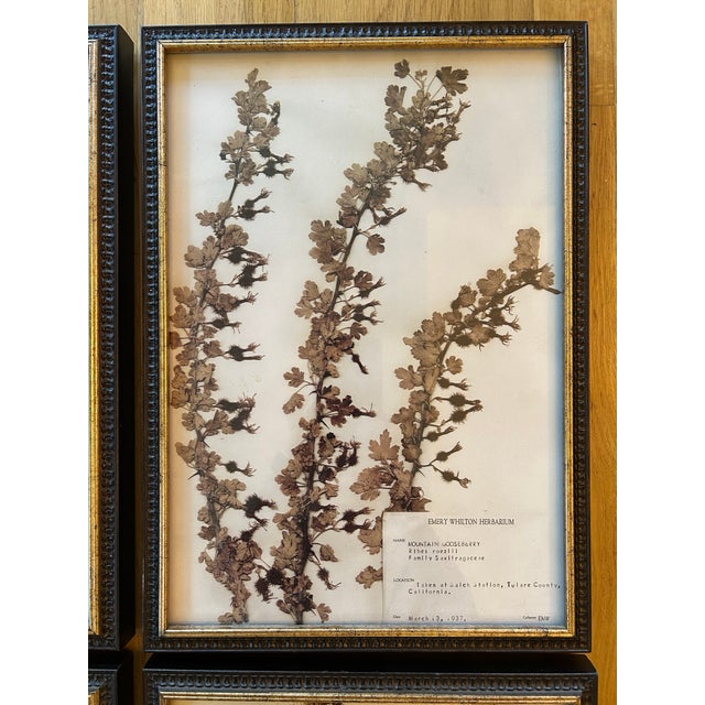 Realism Vintage Emery Whilton Herbarium Botanical Prints - A Set of 4 For Sale - Image 3 of 11