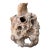 Vintage Organic Wood Knot Sculpture For Sale
