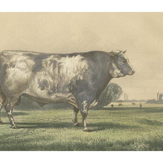 19th Century Markob, Durham Shorthorn Bull of Corbon, 1873, Paper For Sale - Image 5 of 12