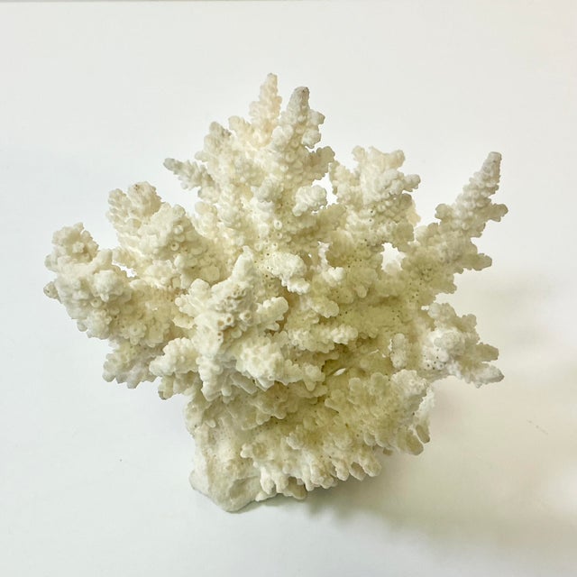 Coastal Boho Chic Natural Ivory White-Dove Grey Branch Coral Specimen. For Sale - Image 4 of 12