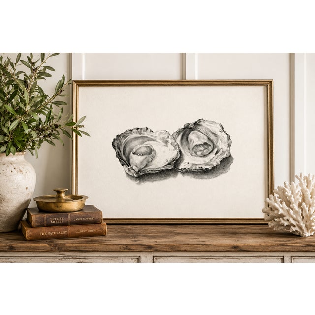 Paper Two Opened Oysters, Vintage Natural History Shell Study, 48" X 32" For Sale - Image 7 of 12