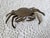 A coastal brass crab, likely from the 1950s or 1960s. There is age appropriate vintage wear, as shown. It measures 7” l x...
