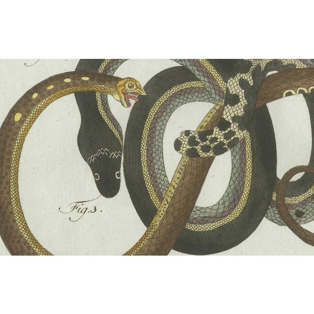 Black Bertuch, Four Slow Worms and Legless Lizards, 1802, Engraving For Sale - Image 8 of 10