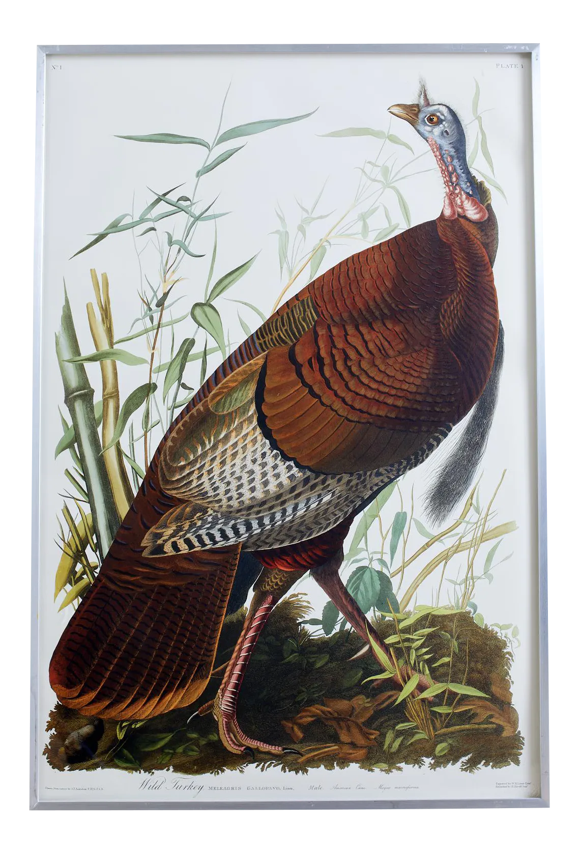 John James Audubon Wild Turkey Plate #1 Havell Oppenheimer Edition
