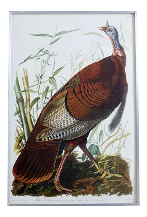 John James Audubon Wild Turkey Plate #1 Havell Oppenheimer Edition
