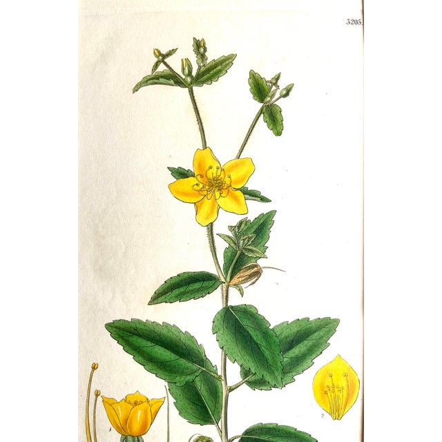 Mid 19th Century Antique Original Hand Colored Curtis Floral Botanical Etchingc.1832 For Sale - Image 5 of 5