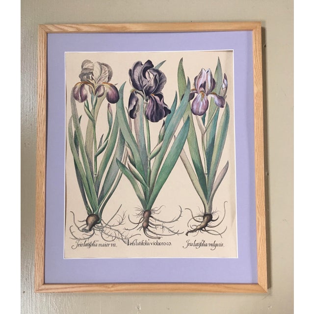 Late 20th Century Iris Botanical Print, Framed For Sale - Image 11 of 11
