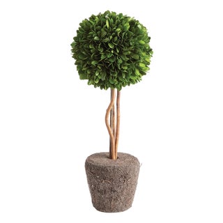 Boxwood Single Sphere Topiary Drop-In 16" For Sale